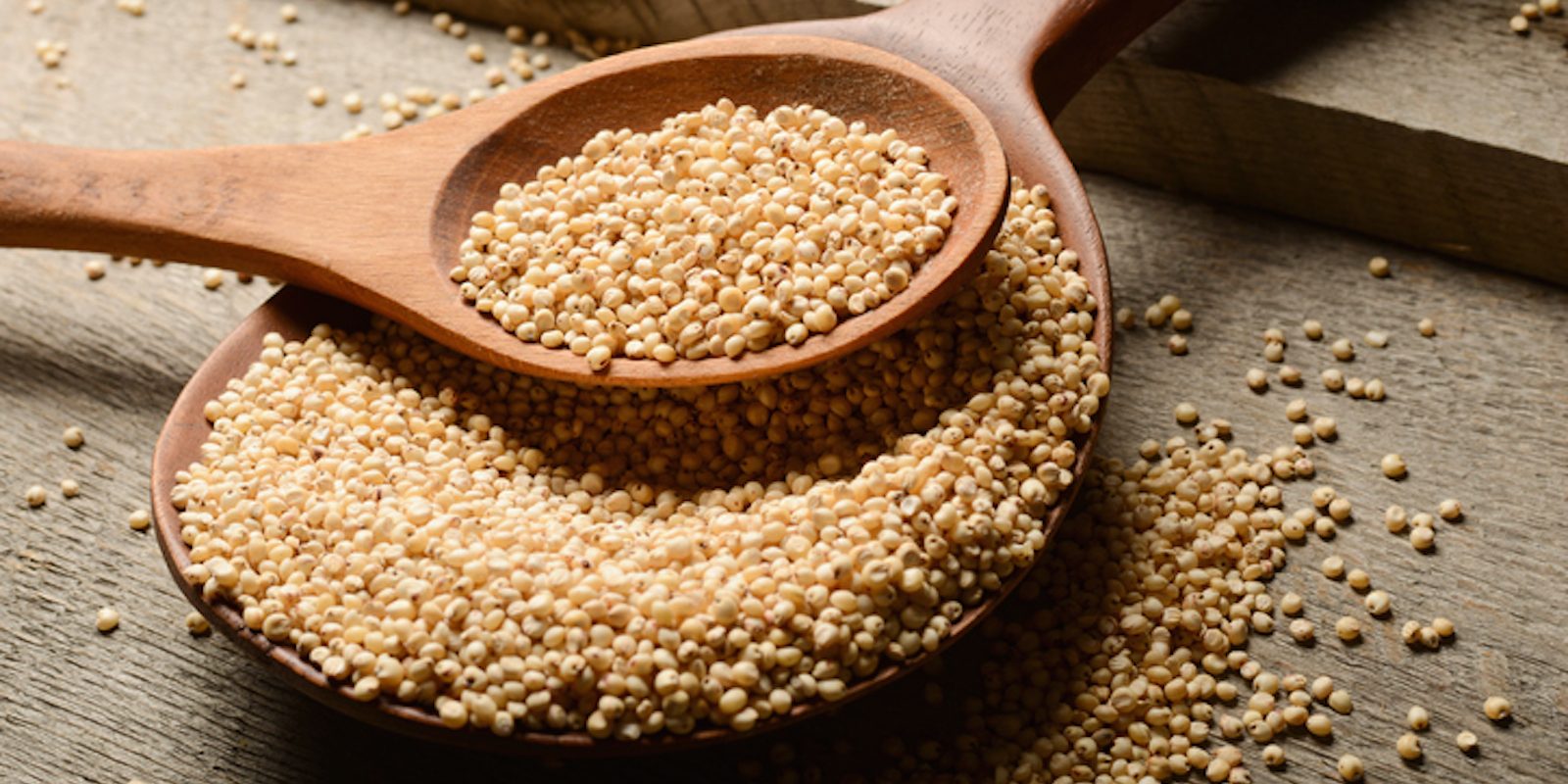 cereali-antichi-sorgo-1600×800