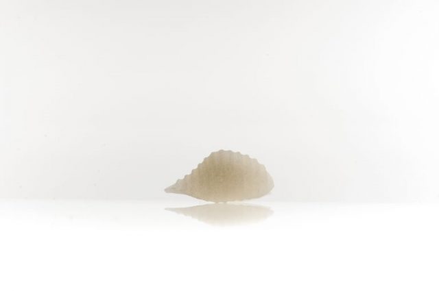 pasta-mais-bianco-1546366699